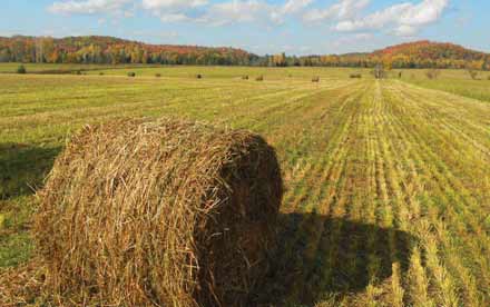 One of our hay fields One of our hay fields